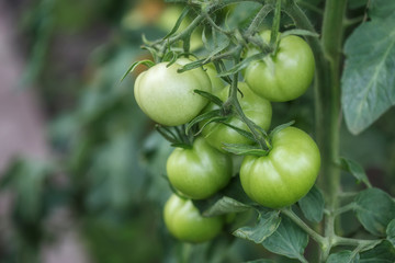 Green unripe tomatoes in the vegetable garden