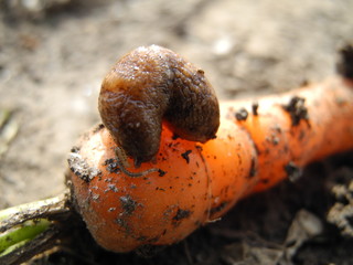  agricultural pests: slug and centipede on carrot