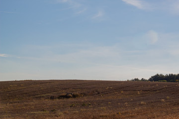 The field