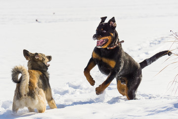 dog fight in the winter