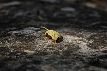 Vintage autumn border from fallen leaf on the asphalt 