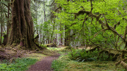 Hoh Raiforest in Olympic national park, Washington, USA. Travel USA.