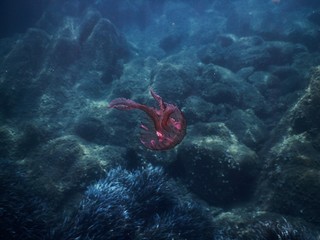 JELLYFISH © iverdog