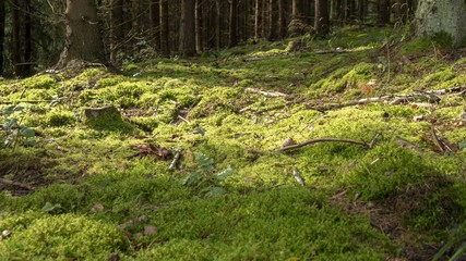 forest