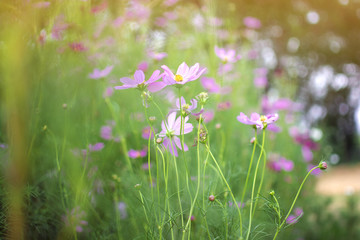 Soft and blur Cosmos flowers field with bokeh of tree background