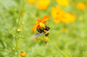 クマバチとコスモスの花