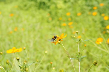 クマバチとコスモスの花