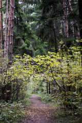 path in the forest