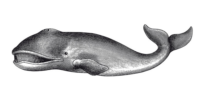 recommend clip art: Greenland Whale Engraving Vintage Illustration