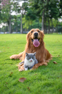 Golden retriever and Kitten playing in the meadow