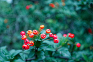 Red wild berries on green vegetative background in forest