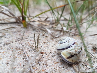 schnecke am strand