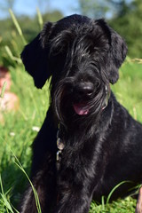 Giant schnauzer puppy