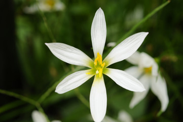 白い花　ゼフィランサス