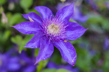 Clematis The President. Blooms clematis blue-purple flowers.