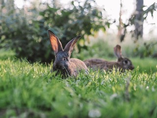 Grey rabbits in the garden. Fluffy rabbit with big ears on the green grass at sunset falling rays of the sun.