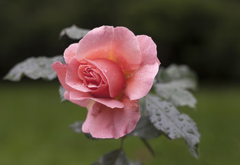 rosebud on stalk