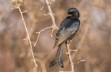 Drongo in a tree