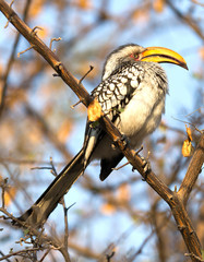 Southern yellow-billed hornbill (Tockus leucomelas)