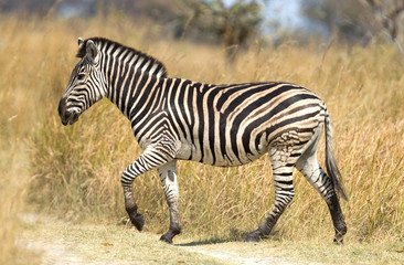 Fototapeta na wymiar Damara zebra (Equus burchelli antiquorum)