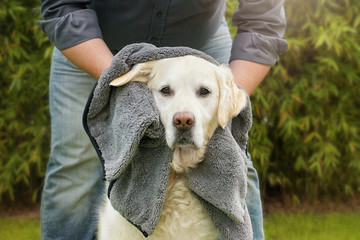 Sitzender Hund wir von Mensch mit Handtuch abgetrocknet 