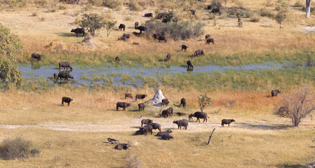 Fototapeta na wymiar Water buffalo in the Okavango delta, Botswana - Aerial shot