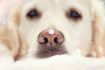 Hunde im Schnee mit Schneeflocke auf der Nase 