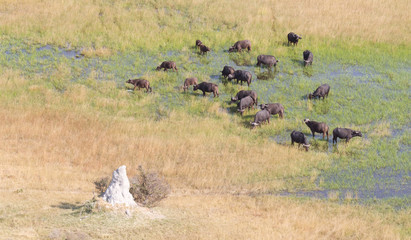 Water buffalo in the Okavango delta, Botswana - Aerial shot