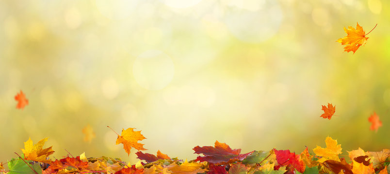 Fototapeta Autumn maple leaves .Beautiful autumn landscape with сolorful foliage. Falling leaves natural background