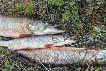 Fishing, pike close up, Fishing catch pike on the grass and fishing gear