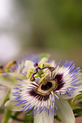 Close-up of the flower of Passiflora edulis or Passion Flower