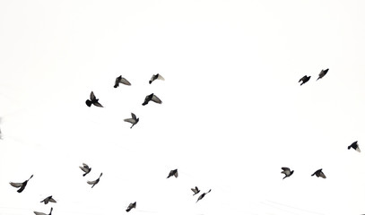 Birds fly in the sky