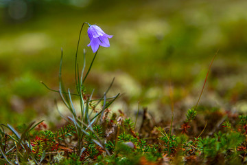 Flower Bell Flower of the arctic, in the background bells, In the warm sunshine.