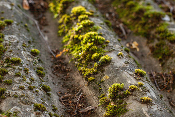 Moss on the roof