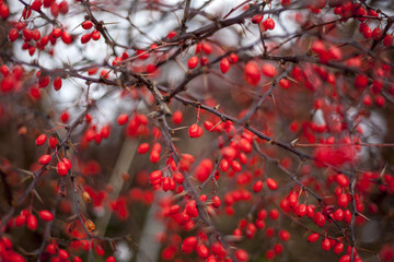Autumn Landscape, Red Berries Barberry, branches in the ice, late autumn, Berries in the fall on the first snow