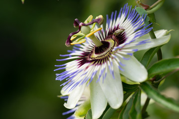 Close-up of the flower of Passiflora edulis or Passion Flower