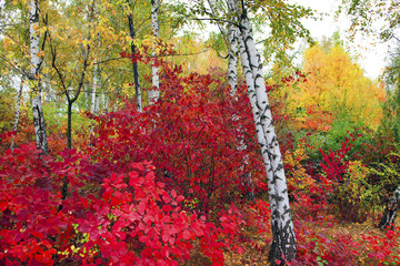 Obrazy na Szkle  złota jesień, piękny jesienny krajobraz, jaskrawoczerwone, żółte i zielone drzewa
