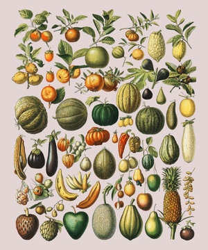 A vintage illustration of a wide variety of fruits and vegetables from the book, Nouveau Larousse Illustre (1898), by Larousse, Pierre, Augé and Claude, Digitally enhanced by rawpixel.