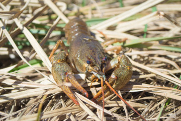 close view on river animal cancer at the shore