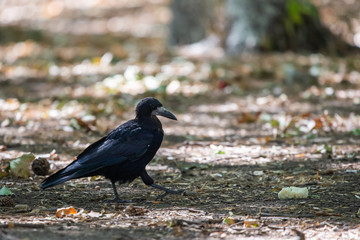 Black bird Raven or Black Crow or corvus corax. Raven in city garden. Crow is looking for food