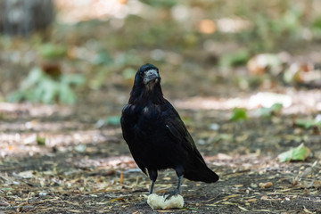 Fototapeta premium Black bird Raven or Black Crow or corvus corax. Raven in city garden. Crow is looking for food