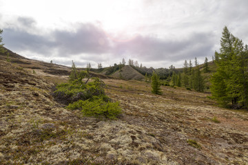 Beautiful landscape of forest-tundra,