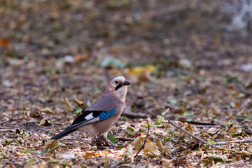Eurasian jay or Garrulus glandarius in city park