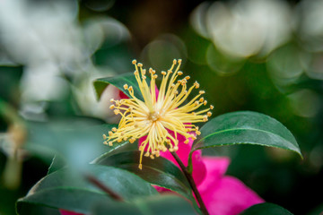 【花のある暮らし】サザンカ