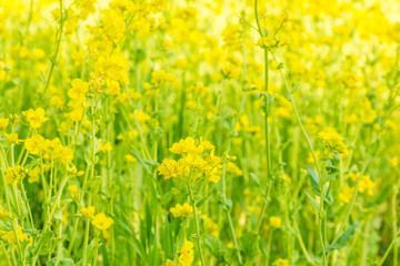 【季節の花】　菜の花
