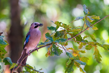 Eurasian jay or Garrulus glandarius in city park