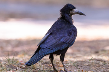 Black bird Raven or Black Crow or corvus corax. Raven in city garden. Crow is looking for food