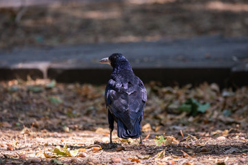 Black bird Raven or Black Crow or corvus corax. Raven in city garden. Crow is looking for food