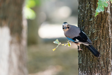 Eurasian jay or Garrulus glandarius in city park