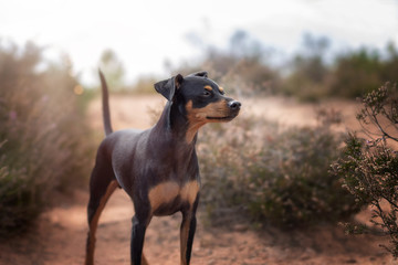 Hund Zwergpinscher Pinscher in der Mehlinger Heide im Sommer bei Sonnenschein